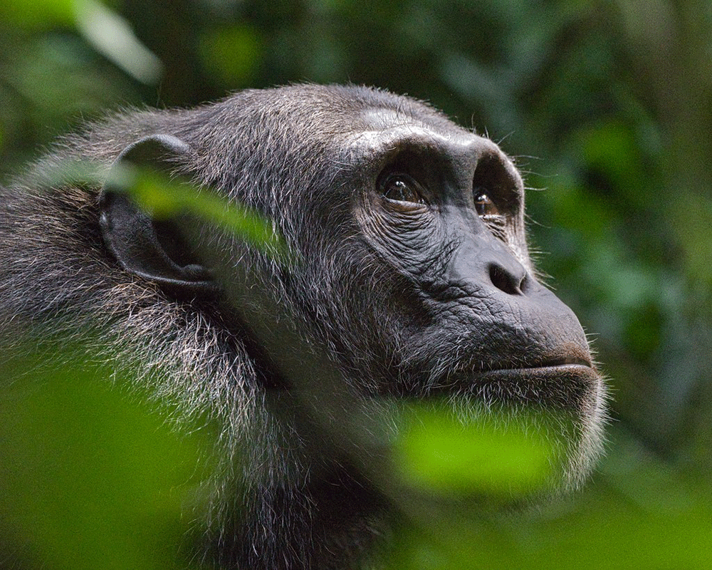 5-Day Chimpanzee Trekking in Rwanda and Lake Kivu Safari
