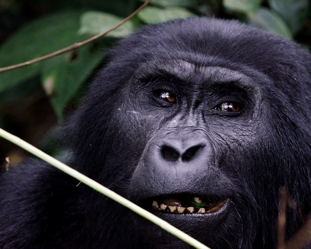 5-Day Uganda Gorilla & Wildlife Safari