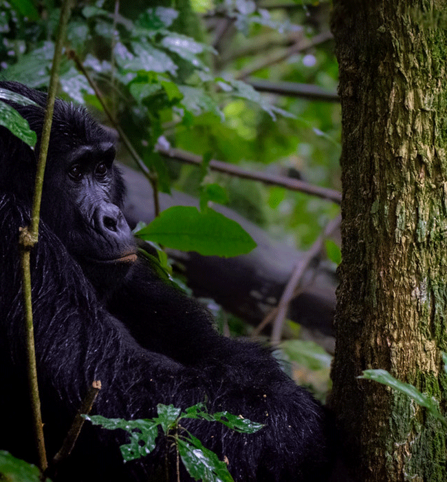 Gorilla Trekking in Africa