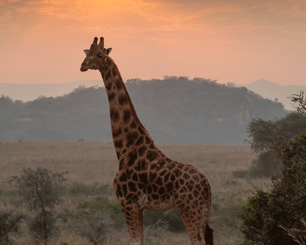 3-Day Kidepo Valley Wildlife Safari
