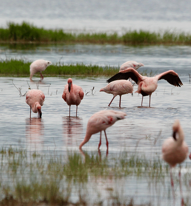 Lake Nakuru National Park