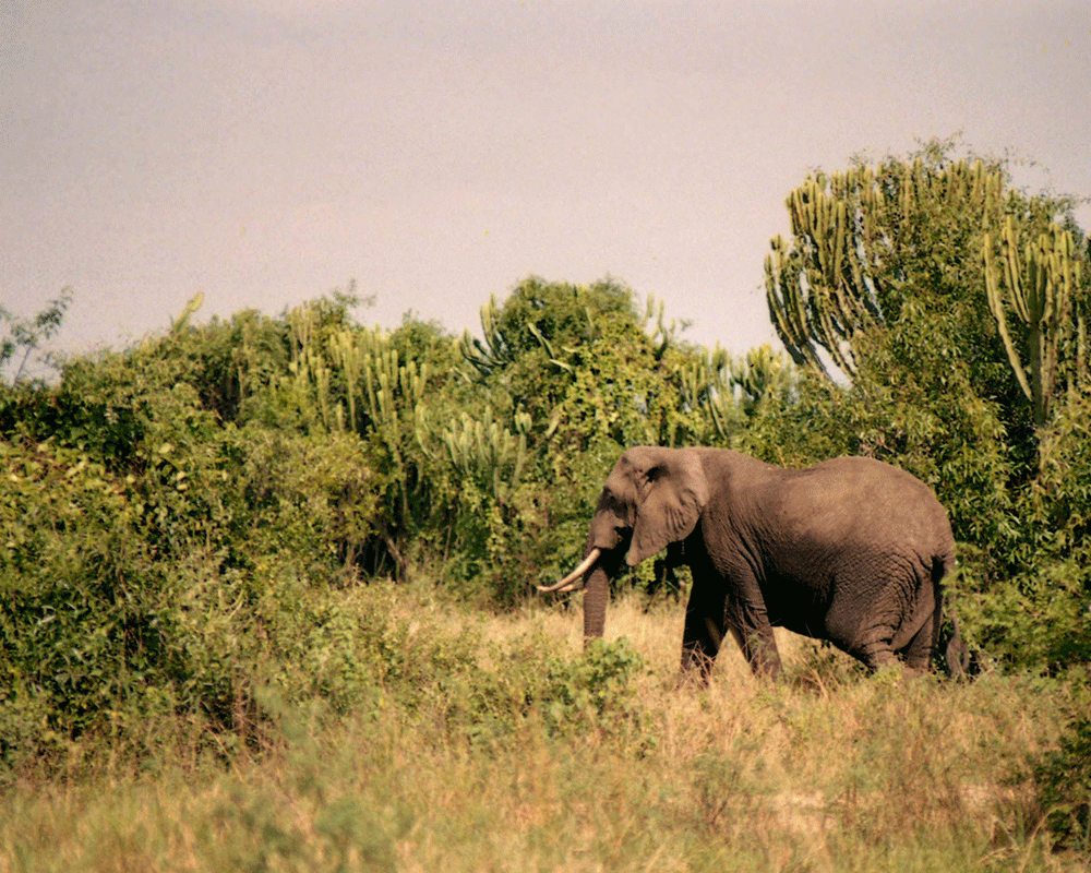 3-Day Queen Elizabeth Park Luxury Safari