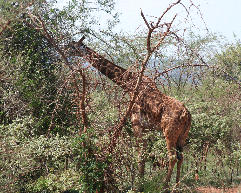 3-Day Akagera National Park and Lake Kivu Safari