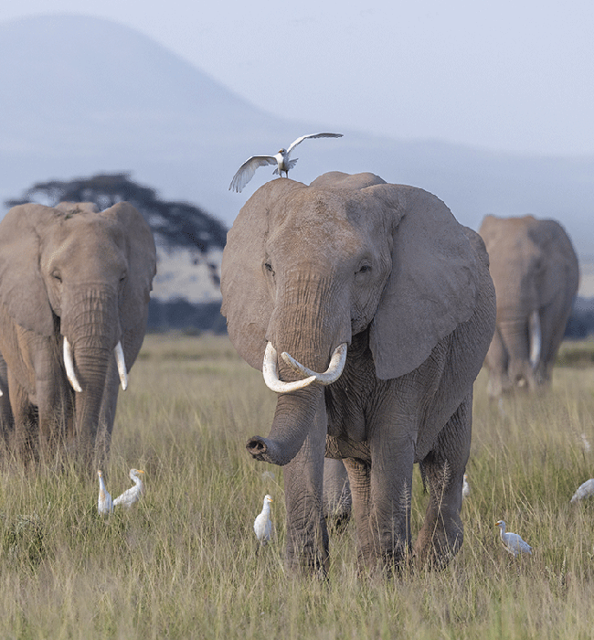 Amboseli National Park