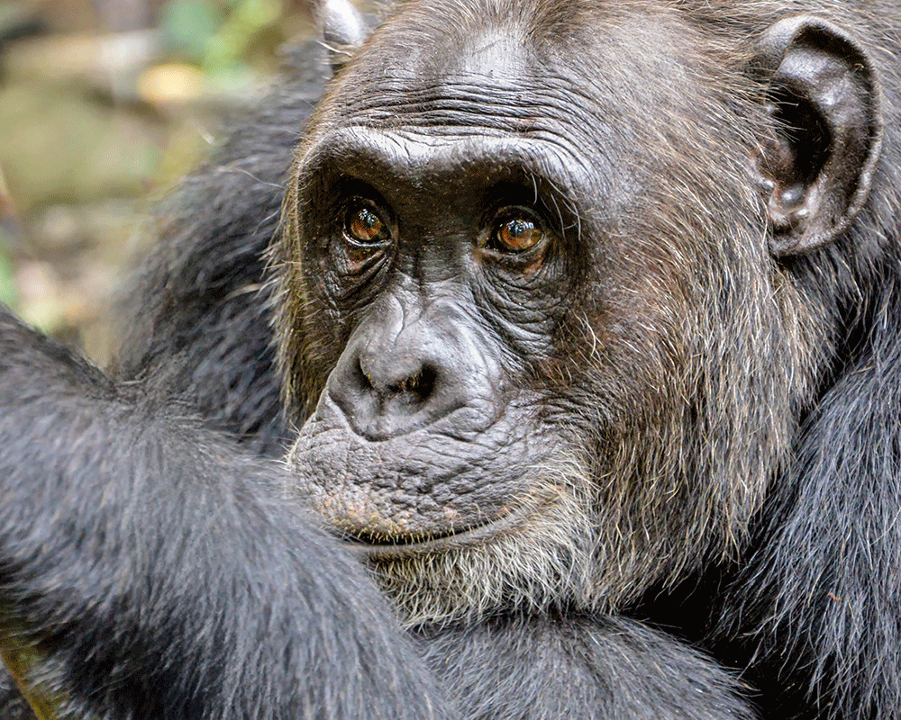 8-Day Gorillas, Chimps and Big 5 Game Drives Safari