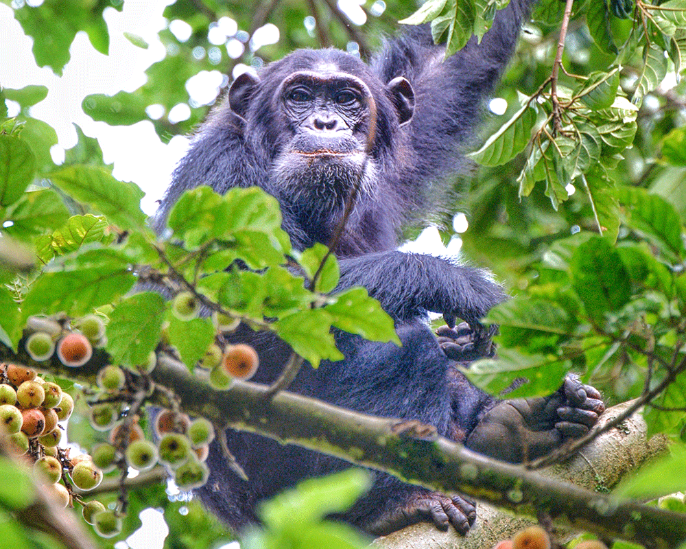5-Day Chimpanzee Trekking in Rwanda and Lake Kivu Safari