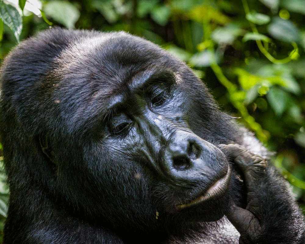 5-Day Uganda Gorilla & Wildlife Safari