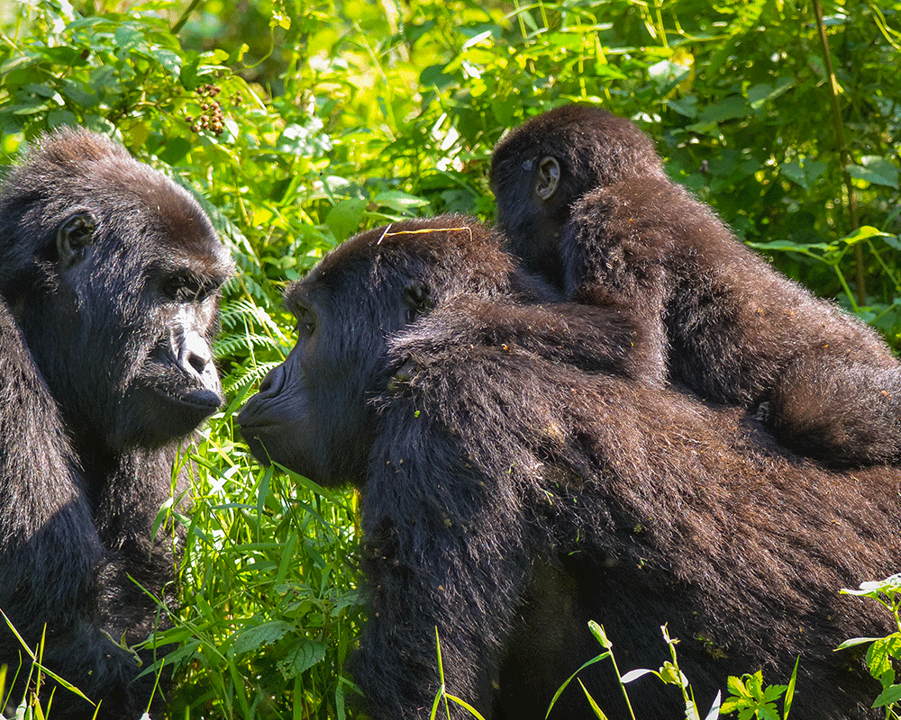 12-Day Uganda Gorillas, Chimps & Wildlife Safari