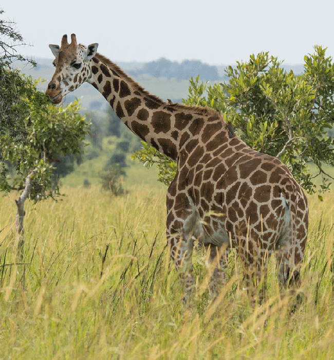 Kidepo Valley National Park