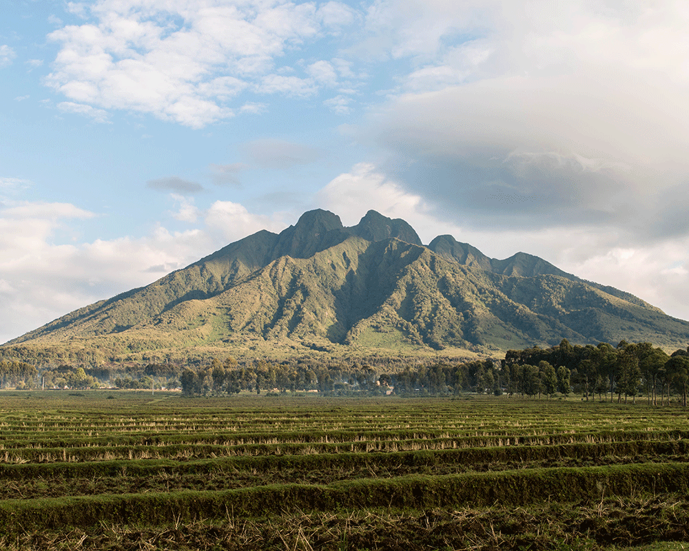 4-Day Rwanda Golden Monkey Trek and Bisoke Hike