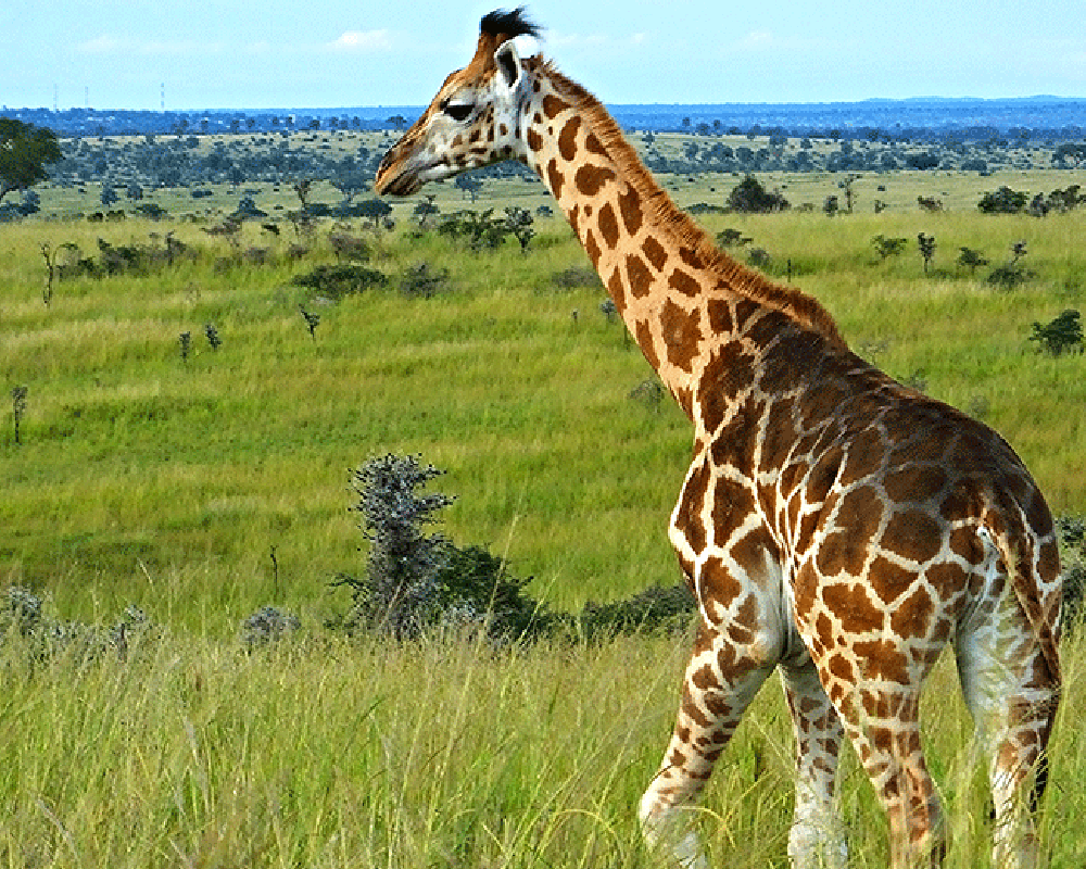 7-Day Uganda Primates Trekking and Murchison Falls Safari