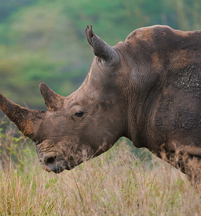 Nairobi National Park