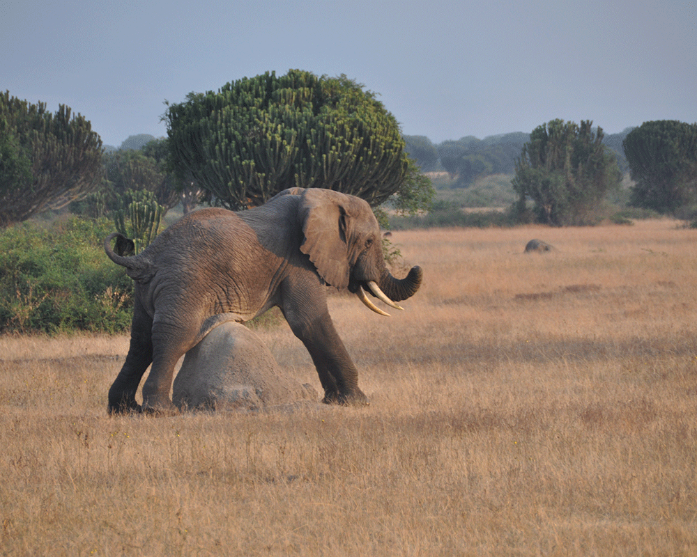 3-Day Queen Elizabeth Park Luxury Safari