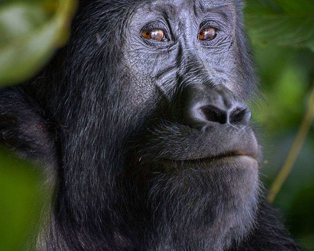 3-Day Rwanda Gorilla Trekking Tour