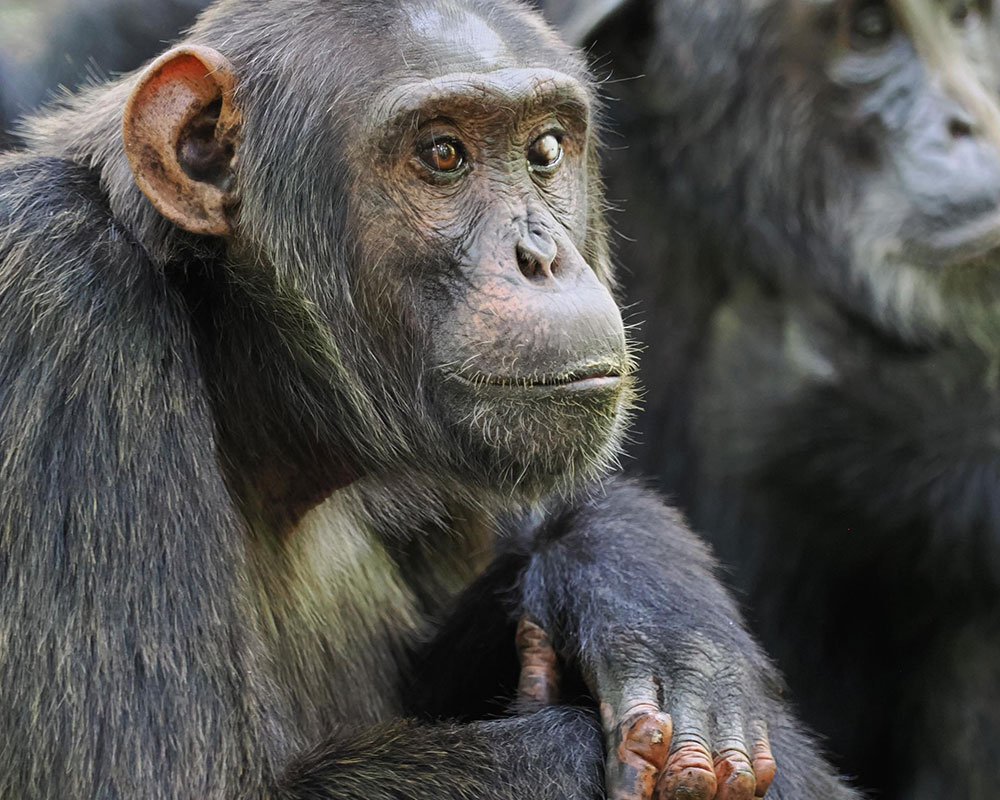 22-Day Uganda Primate and Wildlife Safari