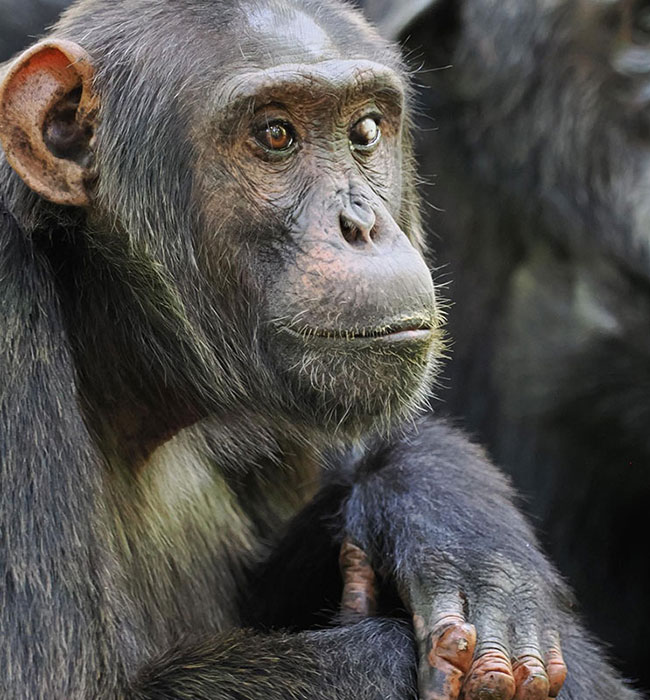 Chimpanzee Trekking
