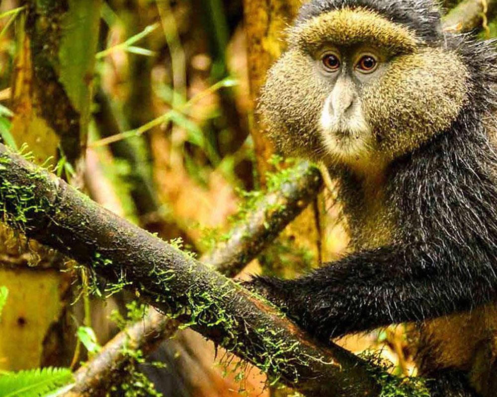 7-Day Rwanda Primates and Game Drives Safari