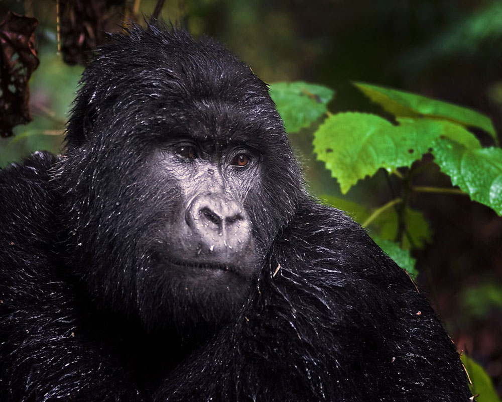 4-Day Uganda Gorillas Trekking Express Safari