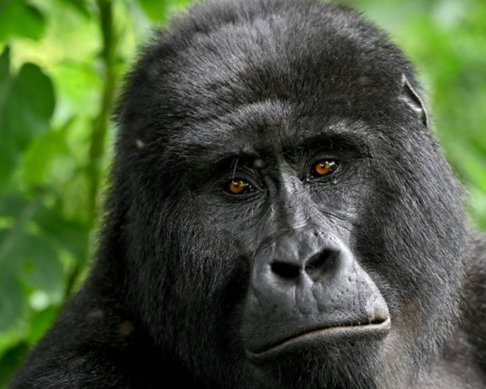 5 Days Primate Tracking Safari