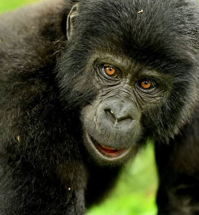 Bwindi Impenetrable Forest National Park