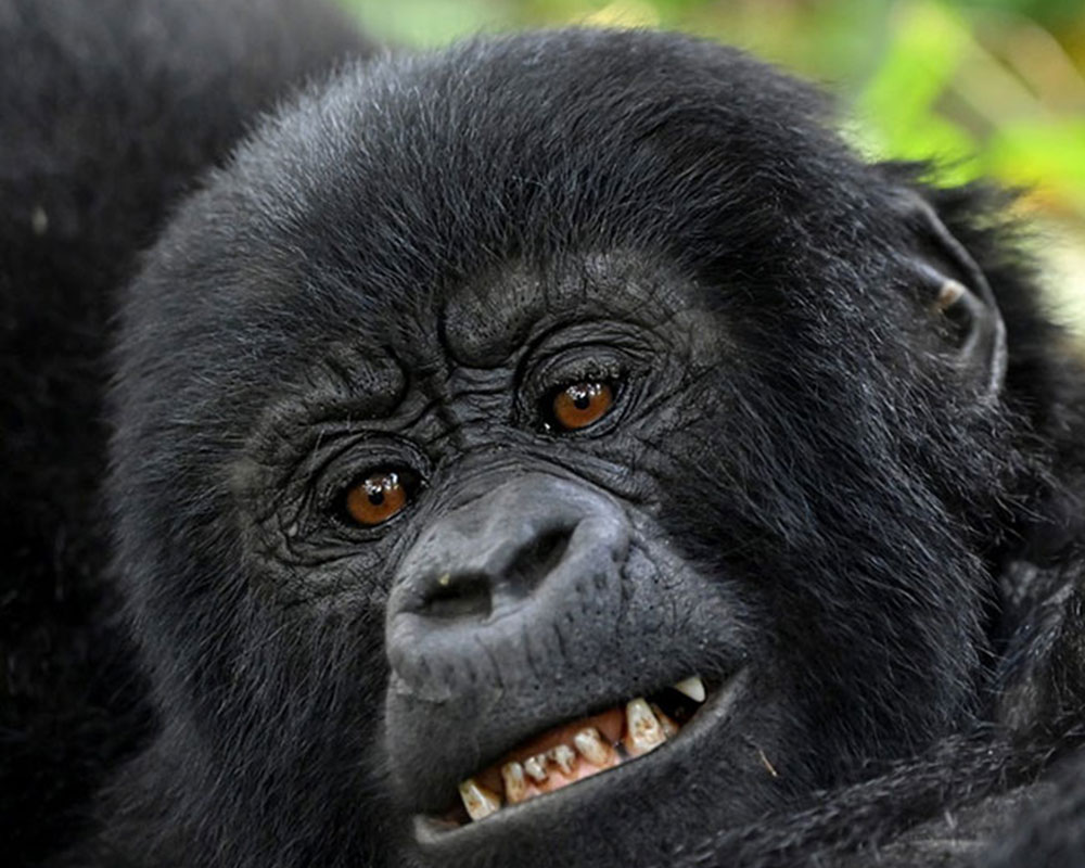 4 Days Gorilla Tracking Adventure