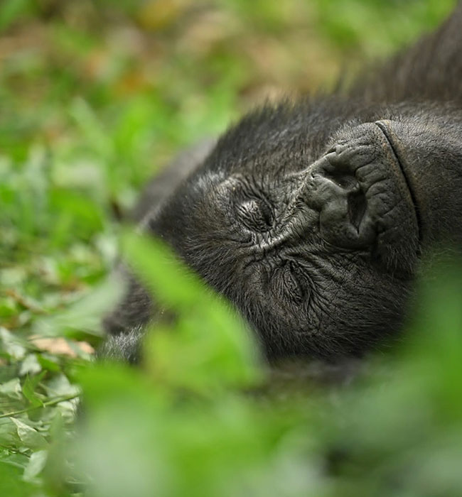 Volcanoes National Park