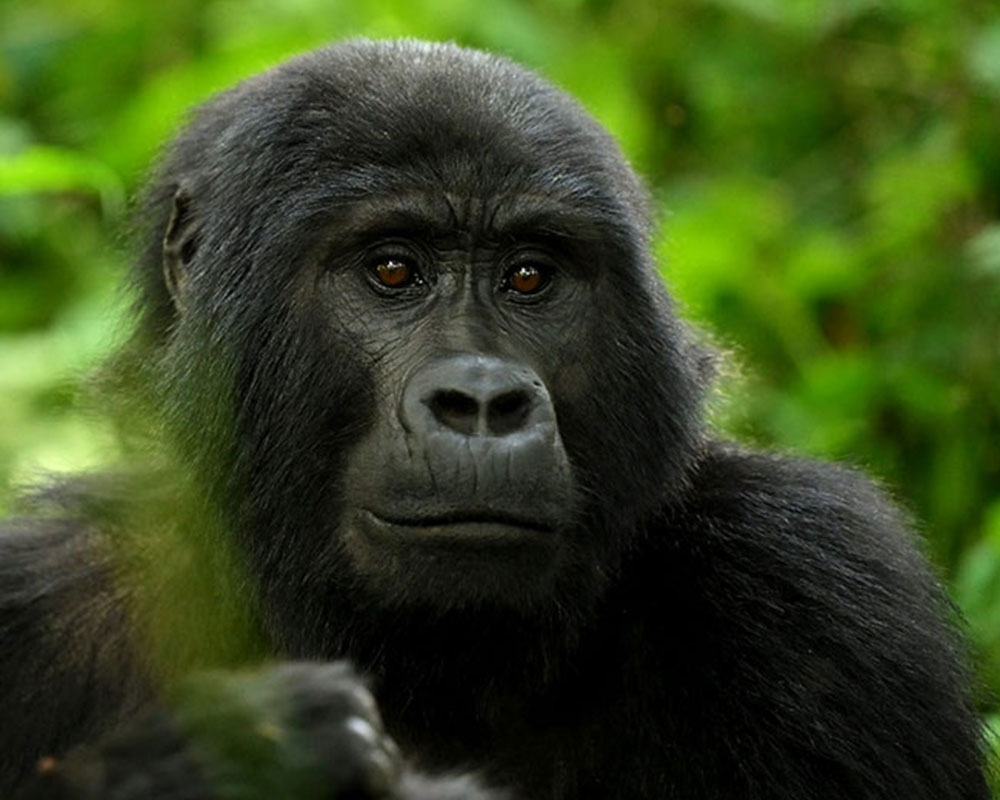 5-Day Uganda Gorilla & Wildlife Safari