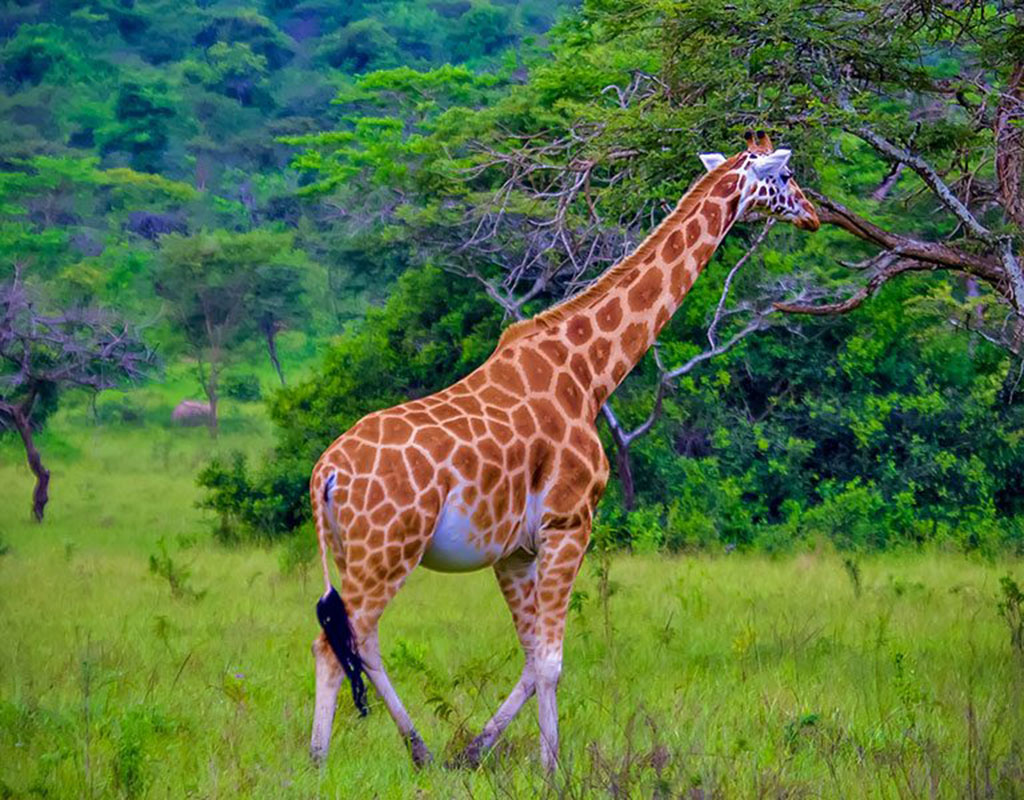 2-Day Lake Mburo National Park Safari