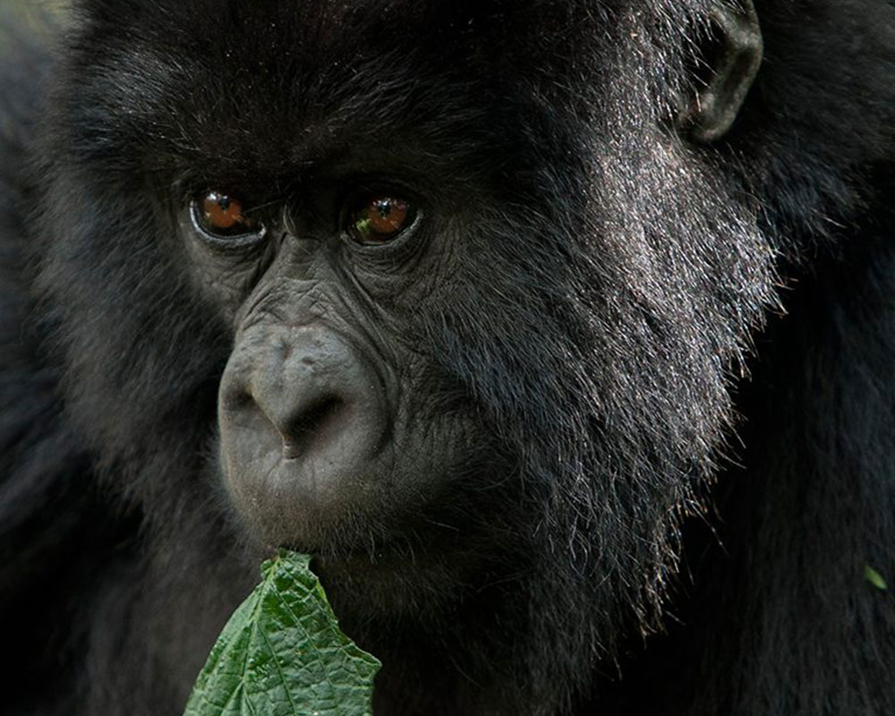 12-Day Best of Rwanda Safari