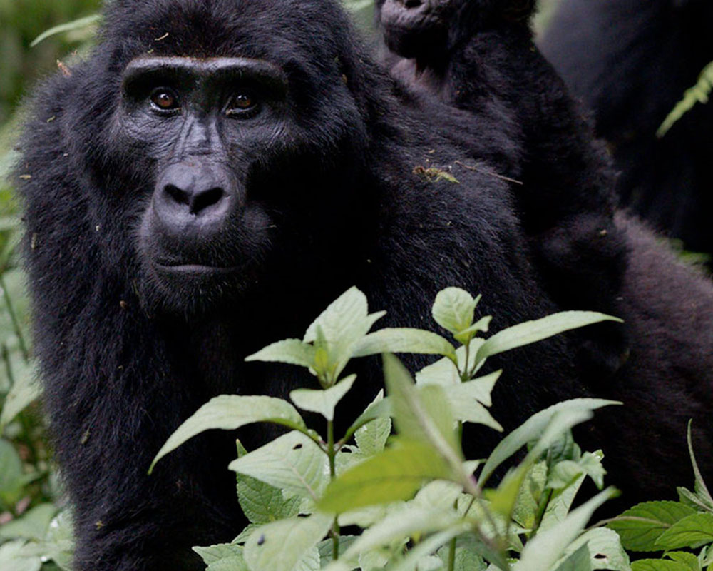 5-Day Uganda Gorilla & Wildlife Safari